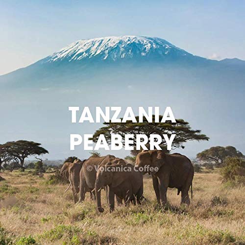 Tanzania Peaberry Coffee, Mount Kilimanjaro, Ground, Fresh Roasted, 16-ounce