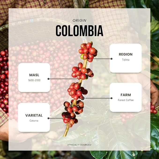 Reborn Coffee Specialty Whole Bean Coffee, Medium Roast, 12 Ounce, Colombia Black Condor Tolima, Flavor Notes of Chocolate, Nut, and Citrus