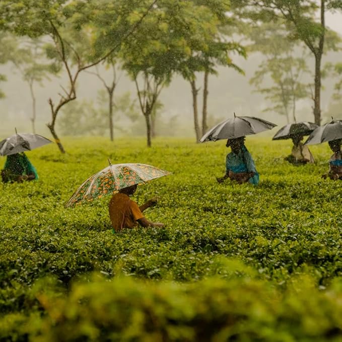 Grace Farms Organic English Breakfast Black Tea, 16 Pyramid Sachets | Fairtrade & Kosher |Gives Back 100% of Profits