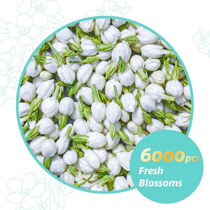 Essencesip Organic Jasmine Green Tea Loose Leaf, 4oz Tin – Scented 5x with 6,000 Fresh Jasmine Blossoms, Low Caffeine, Antioxidant-Rich
