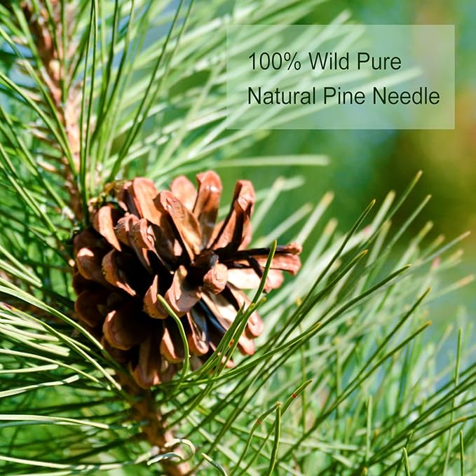 TEARELAE - Pine Needle Tea Bags - 3.53oz/100g (2.5g X 40 Bags) - 100% Pure Natural Dried Masson Pine Needles - Cut & Sifted - Caffeine-free