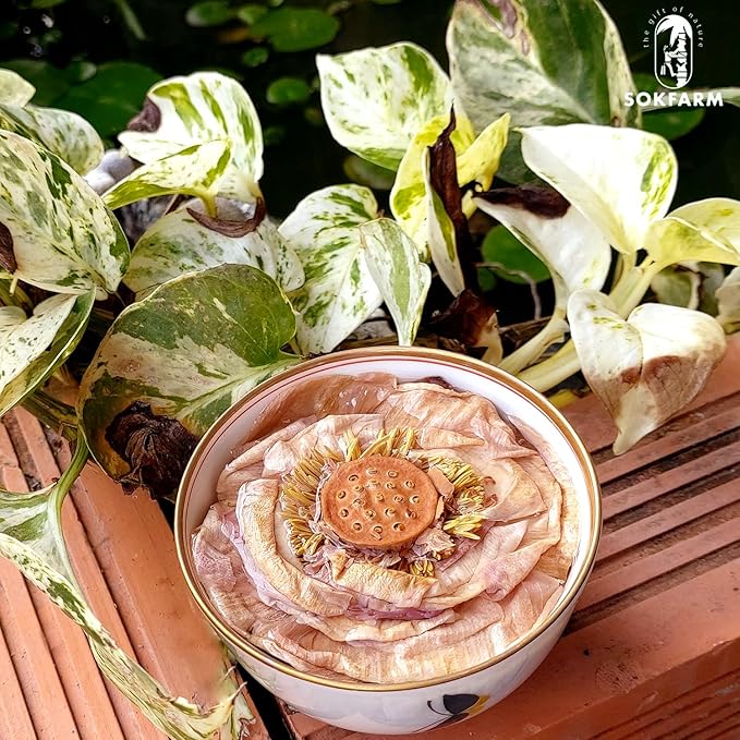 Lotus Flower Tea Bloom Flowering Teas, Dried Whole Blooming Tea Flowers, Blue Dried Flowers Flor De Loto, Delicious Intense Flavor, No Caffeine, Low Calorie (4 Flower Blooms)
