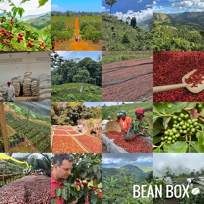 Bean Box Coffee Sampler - Medium Roast, 2-Pack, Freshly Ground, Gourmet Coffee