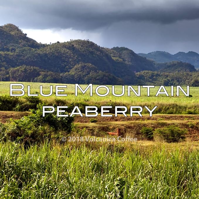 Jamaica Blue Mountain Peaberry Coffee, 100% Pure, Whole Bean, Fresh Roasted, Kosher, 16-ounce
