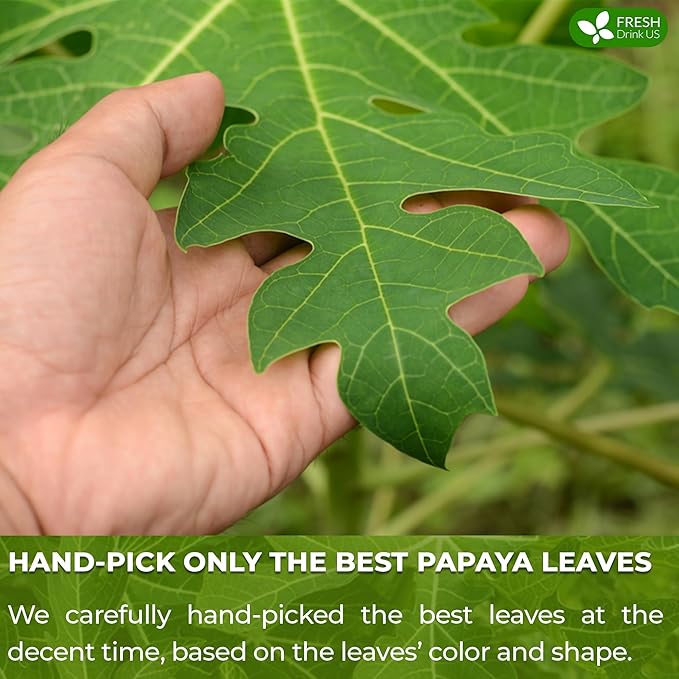 FreshDrinkUS, Premium 25 Papaya Leaf Tea Bags, 100% Natural & Pure from Papaya Leaves. Loose Leaf Papaya Herbal Tea. Made with Natural Material Tea Bags. No Sugar, No Caffeine, No Gluten, Vegan.