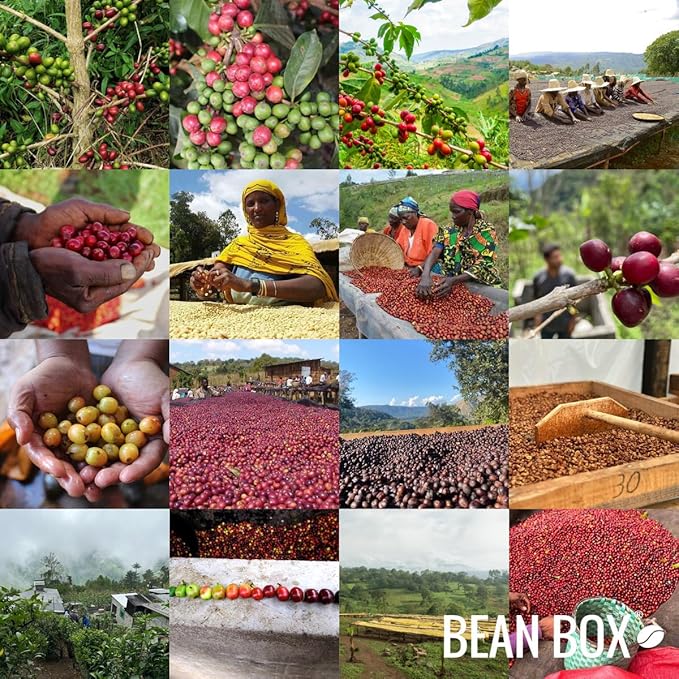 Ethiopia Funky Wush Wush - Roasted by Perc Coffee - Whole Bean Coffee - 12 Ounce Bag