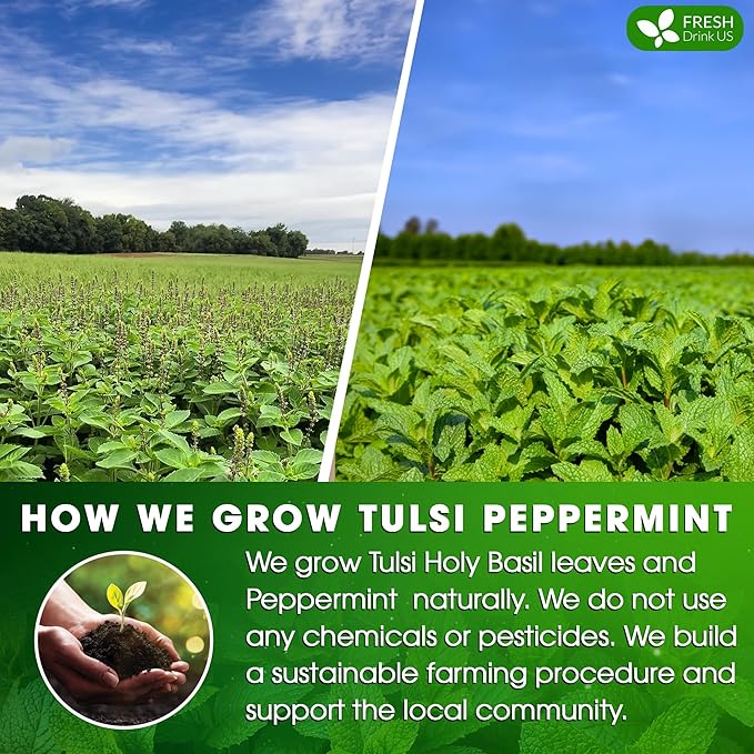 FreshDrinkUS, Premium Tulsi Peppermint Herbal Tea – 75 Tea Bags, 100% Natural, Blend of Tulsi Holy Basil Leaves, and Peppermint Leaves. Made with Natural Material Tea Bags. No Sugar, Vegan.