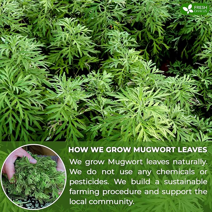 FreshDrinkUS, Premium 60 Mugwort Leaf Tea Bags, 100% Natural and Pure Mugwort Leaves. Loose Leaf Mugwort Herbal Tea. Mugwort Leaf Tea. No Sugar, No Caffeine, No Gluten, Vegan.