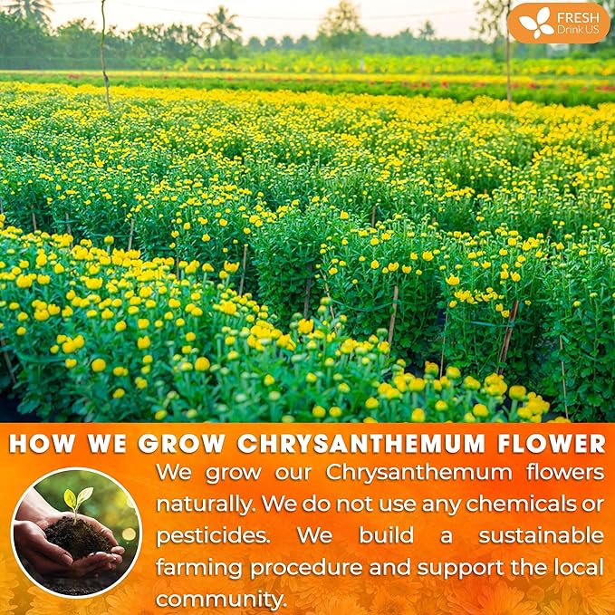 FreshDrinkUS, Premium 8oz Chrysanthemum Flowers, 100% Natural & Pure Chrysanthemum Flower Dried, Chrysanthemum Herbal Tea, No Additives, No Caffeine, Vegan